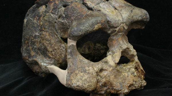 Cráneo 'Pithecantropus VIII' del yacimiento de Sangiran. HISAO BABA NATIONAL MUSEUM OF NATURE AND SCIENCE_ElMundo