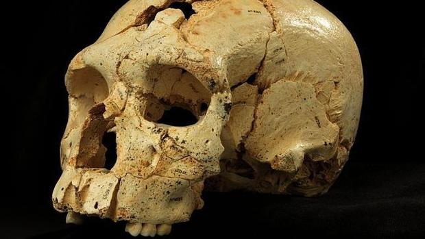 El cráneo 17 de la Sima de los Huesos en Atapuerca - Javier Trueba_ABC