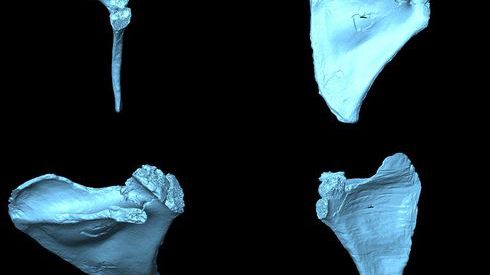 Escápulas analizadas. Bermúdez de Castro et al. Agencia Sinc