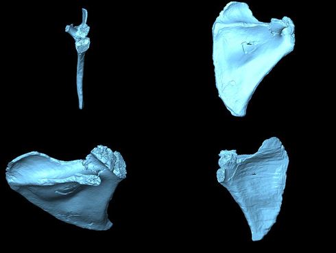Escápulas analizadas. Bermúdez de Castro et al. Agencia Sinc