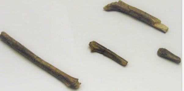 OH 62, Homo habilis, Foto Roberto Sáez