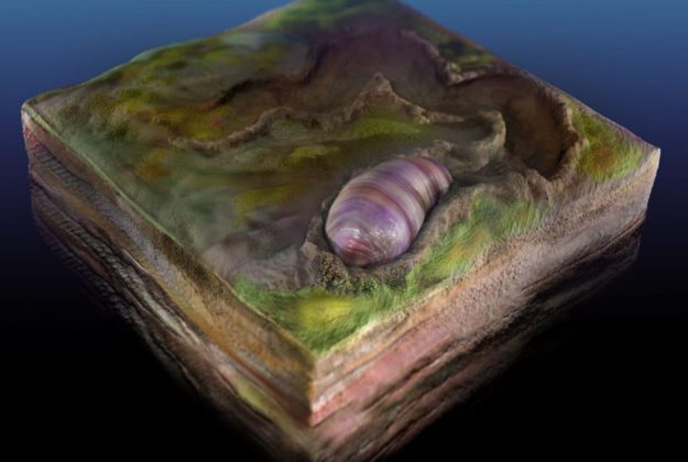 Artist's rendering of Ikaria wariootia. Credit: Sohail Wasif/UCR_https://phys.org/