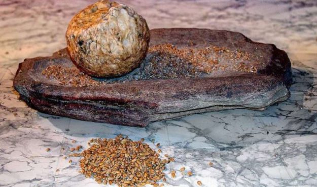 Ground stones were a 'major evolutionary success' as they allowed people to unlock the energy in plants by making flour. Credit: José-Manuel Benito Álvarez/Wikimedia commons, licenced under CC BY-SA 2.5_ https://phys.org/