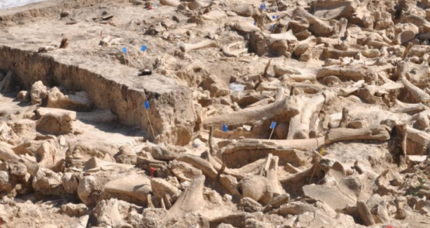 The majority of the bones found at the site investigated, in the Russian Plains, are from mammoths. A total of 51 lower jaws and 64 individual mammoth skulls were used to construct the walls of the 30ft by 30ft structure and scattered across its interior. Credit : Alex Pryor_heritagedaily.com