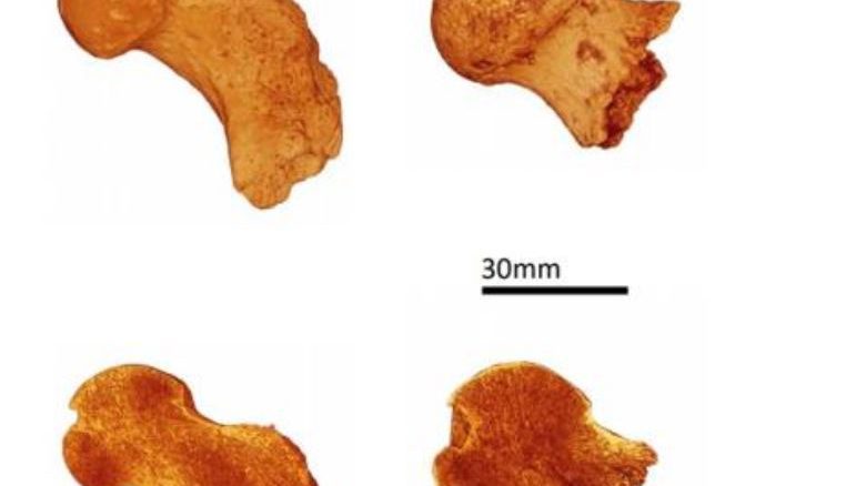 Imagen de un fósil femoral. Credit University of Kent.Fuente ABC