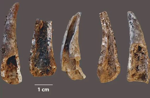Utensilios fabricados con patas de un buey de mar João Zilhão_ElMundo