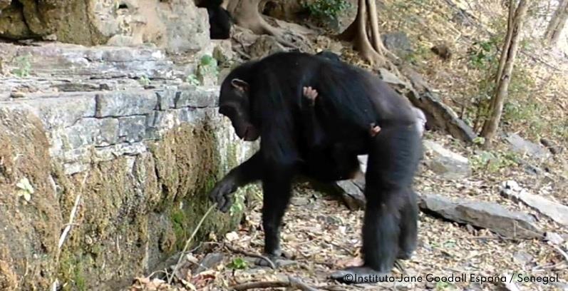 Chimpance-con-herramienta-ant-dipping-en-Senegal-credito-IJG-Espana-Senegal