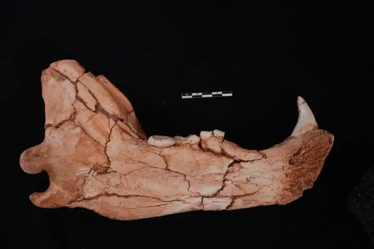 @Fundación Atapuerca